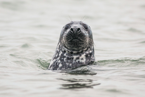 Grey seals are tough seals that can easily cover great distances and are often seen in the Wadden Sea.