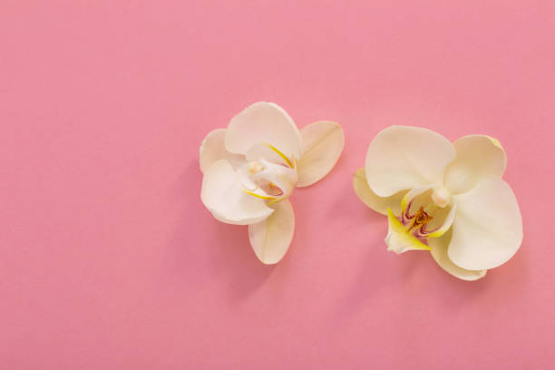 istock white orchid flowers on pink ackground 1631102163