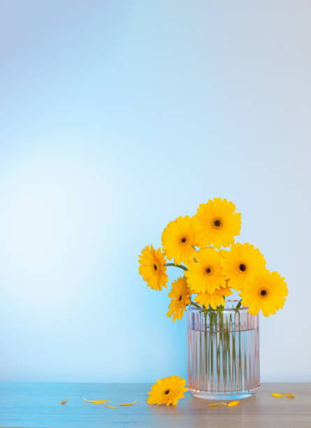 istock yellow gerbera in glass vase on wooden table on background wall 1631102720