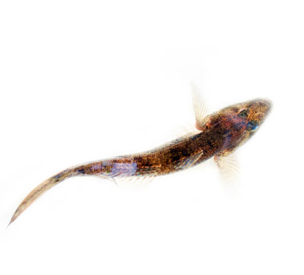 istock Backwater Kerala. Goby fishes (Gobius) 1631104397