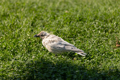 Albino crow is standing on the grass.