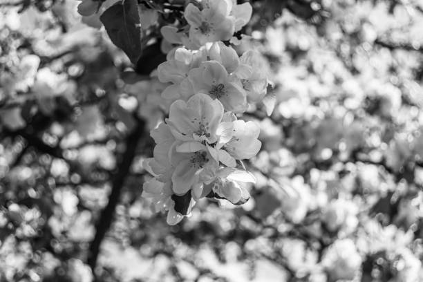 Photography on theme beautiful fruit branch apple tree with natural leaves under clean sky, photo consisting of fruit branch apple tree outdoors in rural, floral fruit branch apple tree in big garden