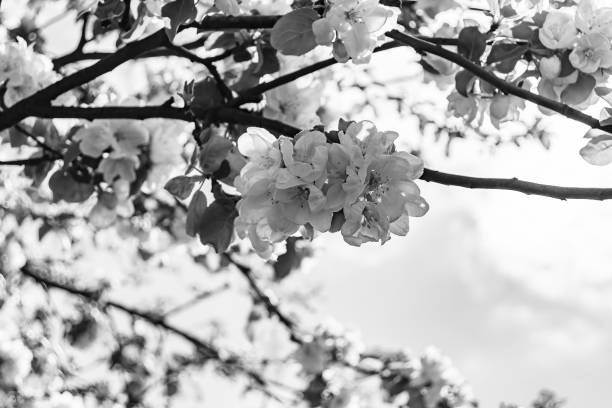 istock Photography on theme beautiful fruit branch apple tree with natural leaves under clean sky 1631107738