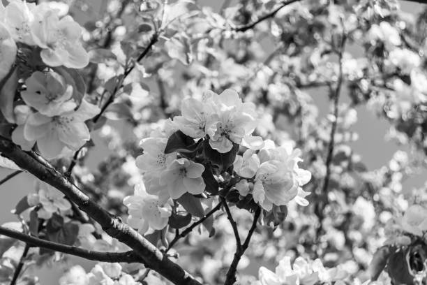 Photography on theme beautiful fruit branch apple tree with natural leaves under clean sky, photo consisting of fruit branch apple tree outdoors in rural, floral fruit branch apple tree in big garden