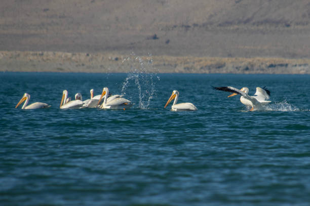 istock American white pelican flock 1631108869
