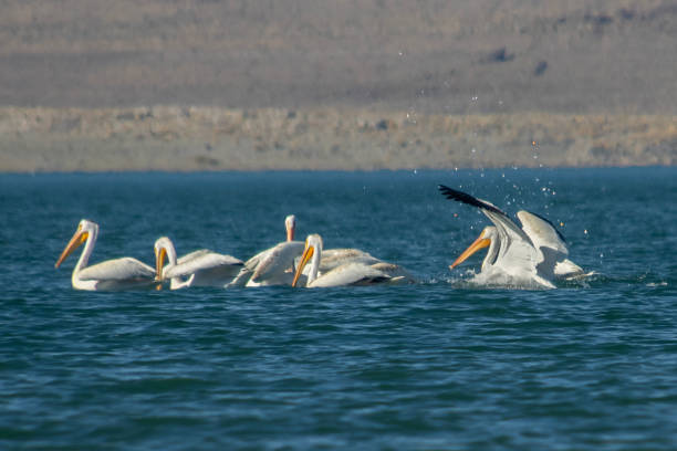 istock American white pelican flock 1631108873