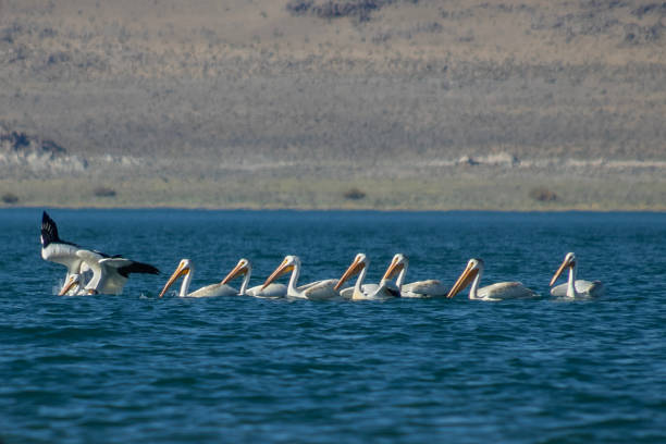 istock American white pelican flock 1631108876