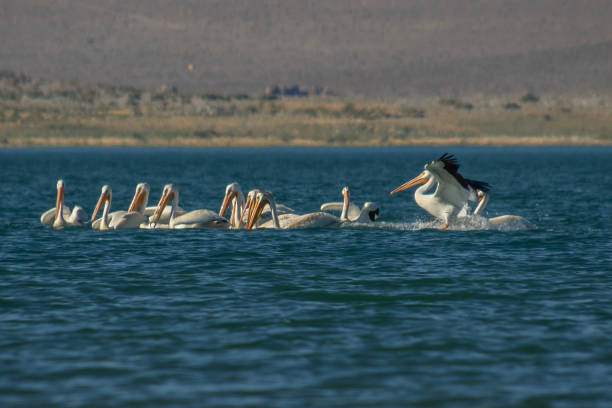 istock American white pelican flock 1631108879