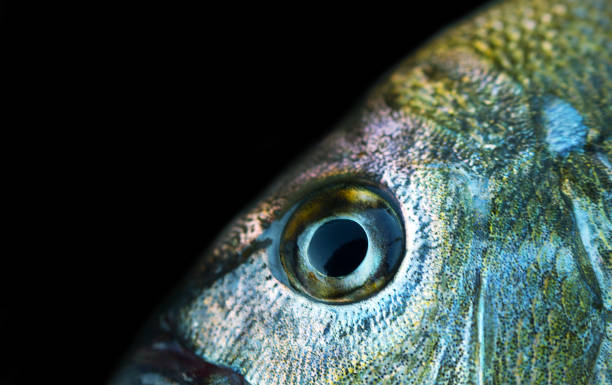 istock Sea bream (Gilthead, Sargus annularis) from the Crimea 1631109442
