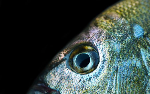 Sea bream (Gilthead, Sargus annularis) from the Crimean coast of the Black sea. Half-length portrait on black