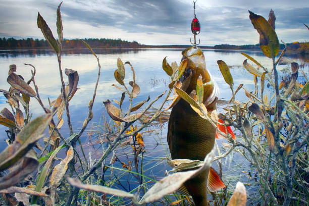 buona pesca a spinning sui fiumi del nord. - fish catch of fish catching dead animal foto e immagini stock