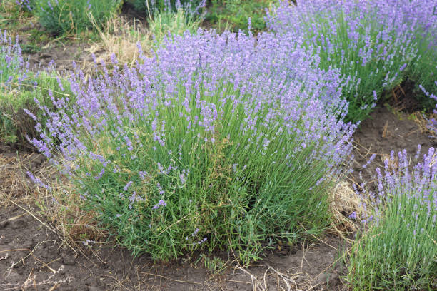 istock Beautiful lavender field, Moldova 1631116175