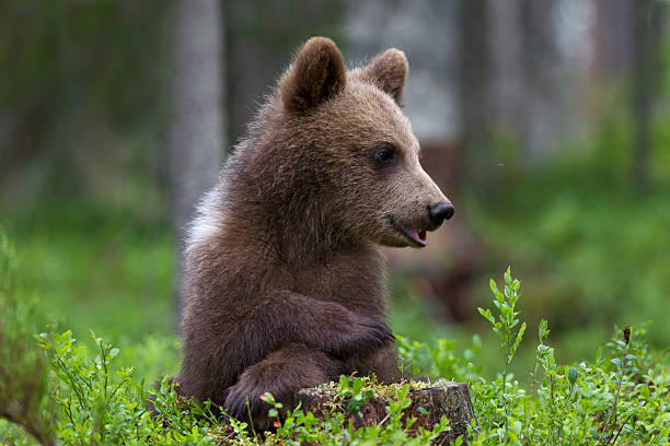 istock Braunbaer, Ursus arctos, Brown Bear, waiting position 163111679