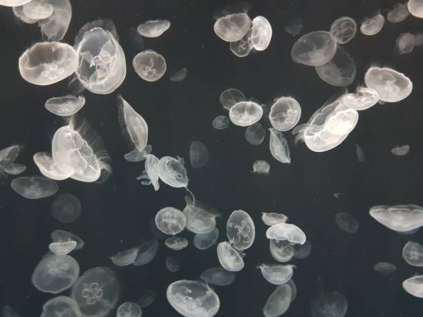 baby jellyfish in tank