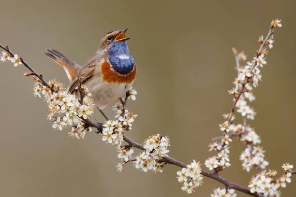 istock Vibrant blue throat perched on a tree branch in a natural outdoor setting. 1631127104