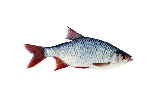 Redeye (Scardinius erythrophthalmus) isolated on white background. Ice fishing