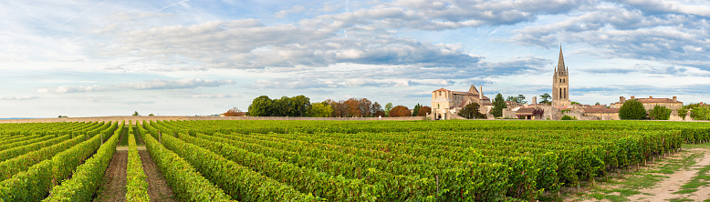 Vineyard in New York state in the Lake Erie region.