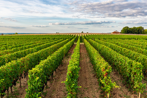 Sunny landscape of vineyards of Saint Emilion, Bordeaux. Wineyards in France. Rows of vine on a grape field. Wine industry. Agriculture and farming concept.