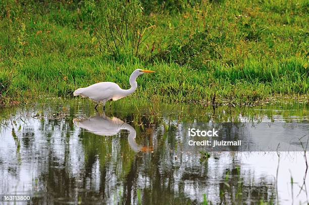 Guindaste Vadear Em Lago - Fotografias de stock e mais imagens de Animal - Animal, Animal selvagem, Ao Ar Livre