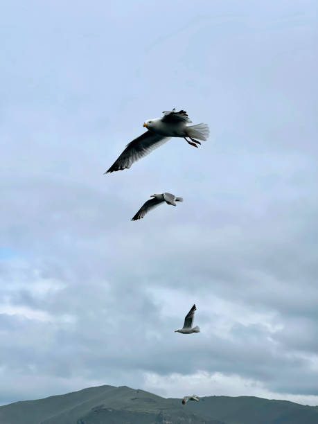 istock Seagull flying in the sky over Lake Baikal 1631139846