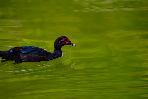 close-up of a red-headed muscovy duck