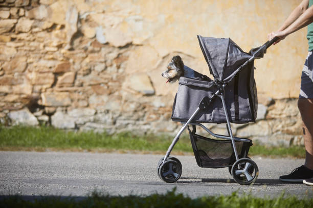 istock Pet owner during walk with dog in stroller 1631145245