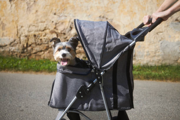 istock Pet owner during walk with dog in stroller 1631145470