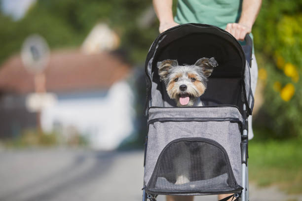 istock Pet owner during walk with dog in stroller 1631145769