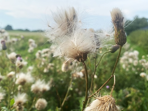 Thistledown, a method of seed dispersal by wind. The tiny seeds are a favourite of goldfinches and some other small birds.