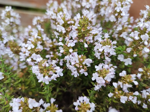 Close-up of lilac flowers of compact thyme Thymus vulgaris 'Compactus'