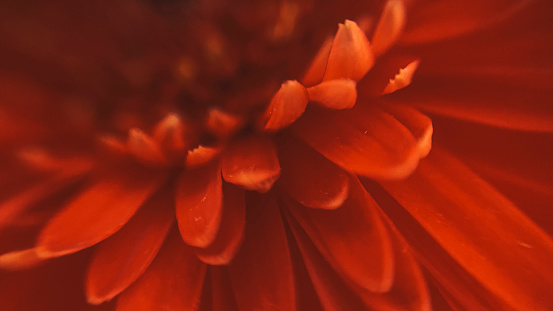 Macro shot of red gerbera petals. Beautiful flower background in defocus. Floral pattern from petals.