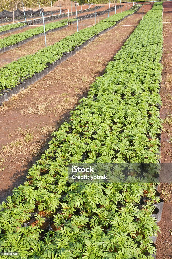 Marigold Young plant Bedding Stock Photo