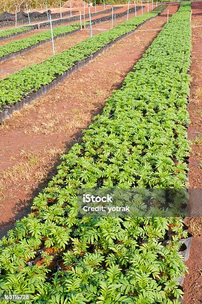 Marigold Young Plant Stock Photo - Download Image Now - Bedding, Flower Pot, Flowerbed