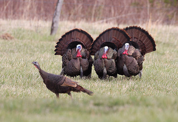istock Three male tom wild turkeys female hen 163116035