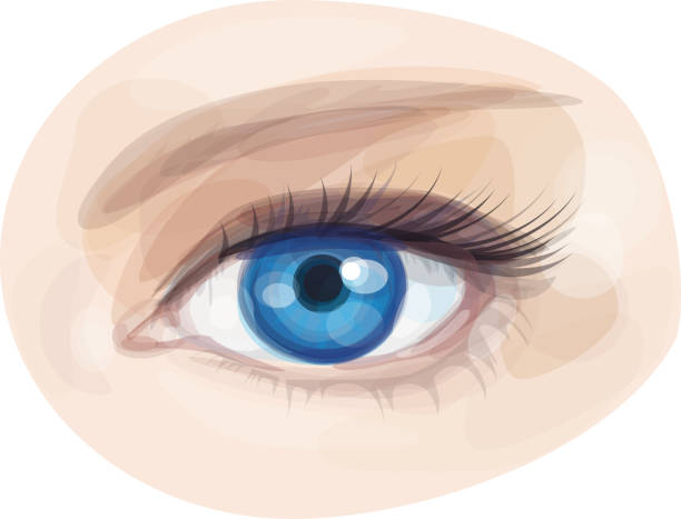 Ojos Azules Vectores Libres de Derechos - iStock Ojos Azules Vectores Libres de Derechos - iStock