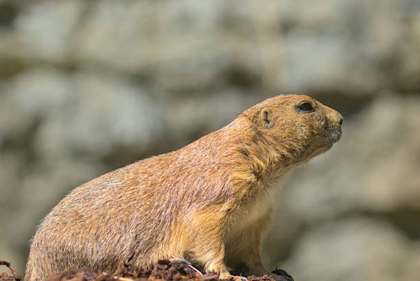 istock Stunning black-tailed prairie dog close-up on a blurred background. 1631175568