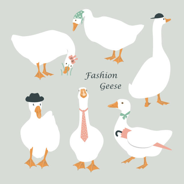 Set of cute dressed geese. Goose in a hat, tie, scarf, and with umbrella. Funny vector illustration Set of cute dressed geese. Goose in a hat, tie, scarf, and with umbrella. Funny vector illustration. duck with hat stock illustrations