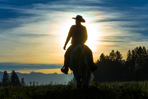 Cowboy riding across grassland with mountains behind, early morning, British Columbia, Canada