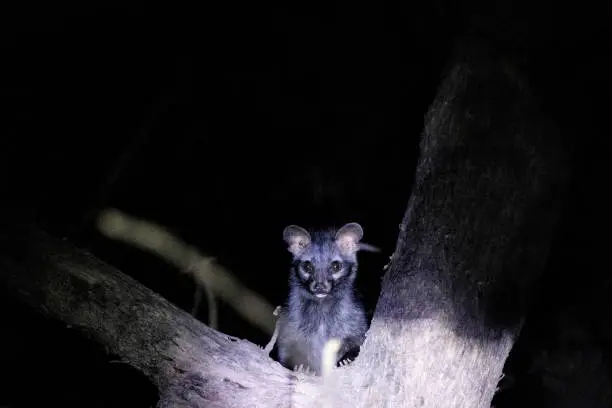 Asian Palm Civet, Paradoxurus hermaphroditus,
Panna Tiger Reserve, Madhya Pradesh, India