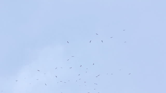 Large flock of birds flying