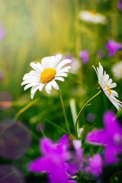 istock Field chamomile close-up on summer flowering meadow, vertical photo 1631202248