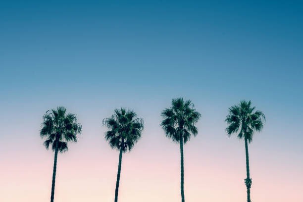 Palm trees and blue sky, vintage California summer vibes stock photo