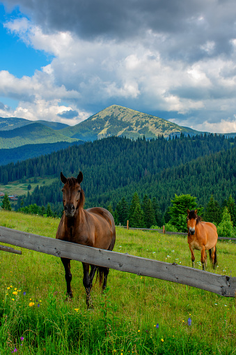 a pair of horses, portrait of animals in summer in a meadow, ecotourism, vertical photo. High quality photo