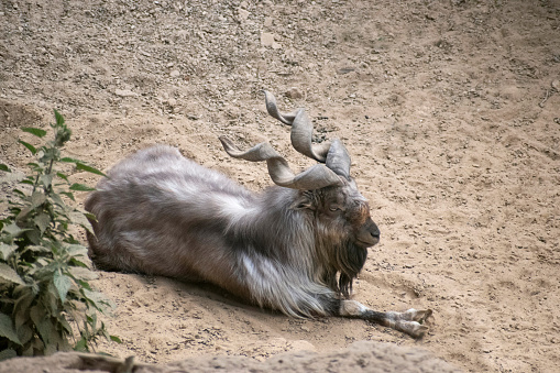 The Bukharan markhor, or Tadjik markhor is an endangered goat-antelope, native to Tajikistan, Turkmenistan and Uzbekistan, possibly also Afghanistan