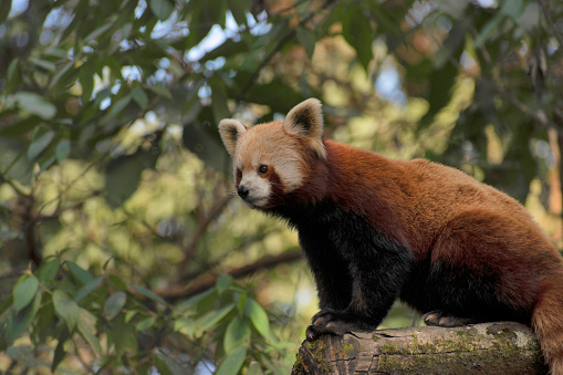 The red panda, Ailurus fulgens, also known as the lesser panda, is a small mammal native to the eastern Himalayas and southwestern China