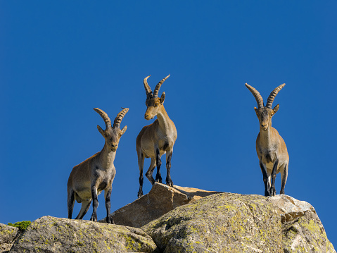 The wildlife in the Guadarrama mountains