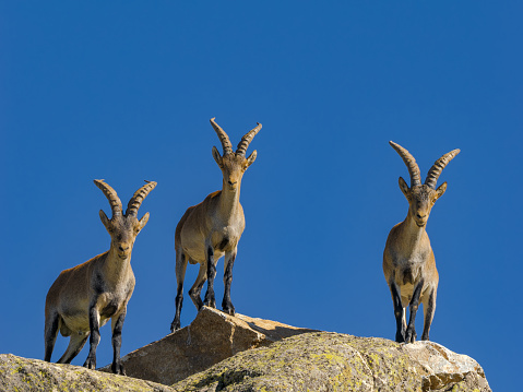 The wildlife in the Guadarrama mountains