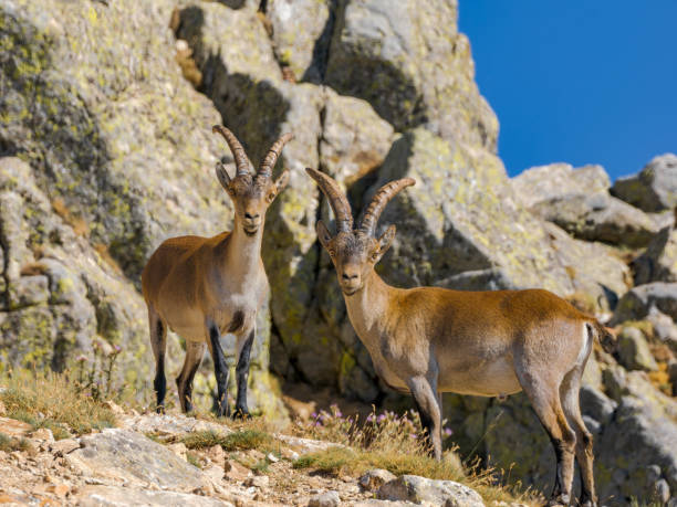 istock Mountain Goats in Guadarrama 1631222547