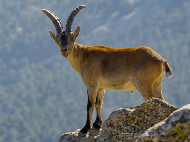 istock Mountain Goats in Guadarrama 1631222804