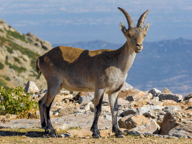 istock Mountain Goats in Guadarrama 1631223338